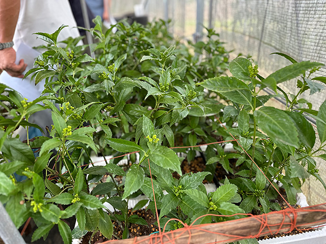 プランター栽培試験の様子